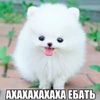 «AngrySpitz» sticker set