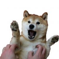 «Shib» sticker set
