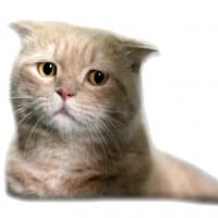 «AnimalPhotoEmoji» sticker set
