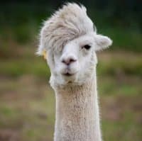 «Alpaca By Andrea» sticker set