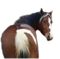 «Horses4» sticker set