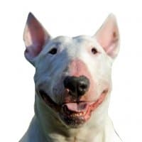 «bullterrier» sticker set