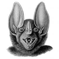 «Bats» sticker set