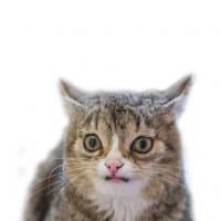«Cat» sticker set