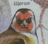 «pichot» sticker set