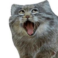 «manul» sticker set