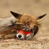 «BlushFox» sticker set