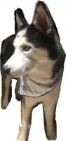 «Husky Homemade» sticker set
