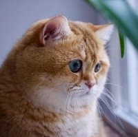 «Hosico» sticker set