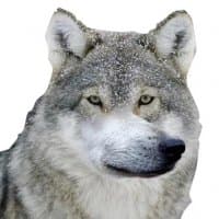 «furry_irl megapack» sticker set