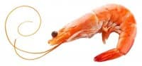 «Shrimp» sticker set