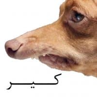 «Navid» sticker set