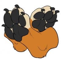 «Bones Collie Paws» sticker set
