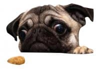 «pug lyf» sticker set
