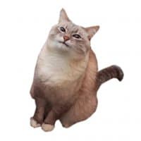 «Cat Jazz» sticker set